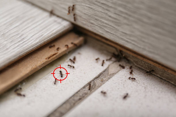Best Affordable Pest Control Services  in Rigby, ID