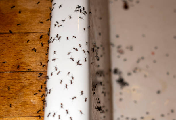 Best Best Pest Control Companies  in Rigby, ID